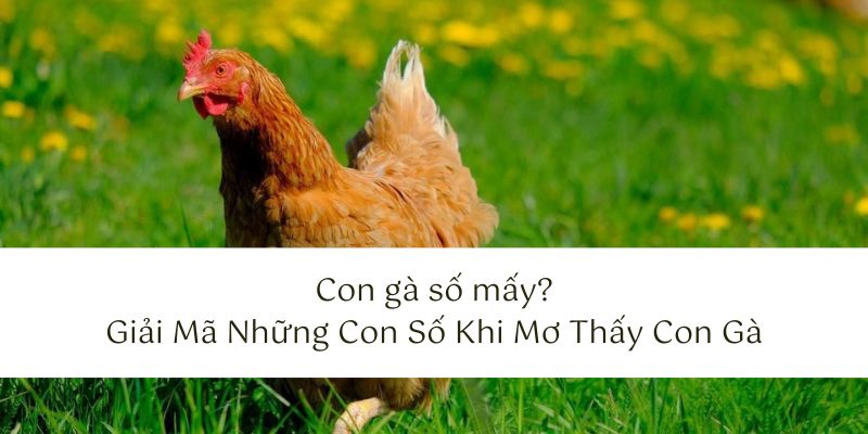 Giải mã những con số khi mơ thấy con gà