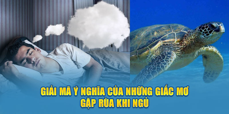 Giải nghĩa về giấc mơ khi gặp rùa