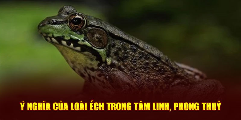 Ý nghĩa về loài ếch trong tâm linh và phong thủy