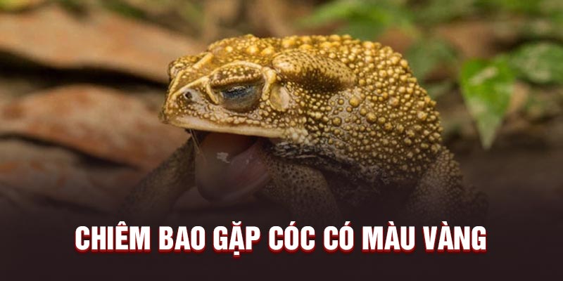 Mơ thấy cóc có màu vàng đánh số mấy?