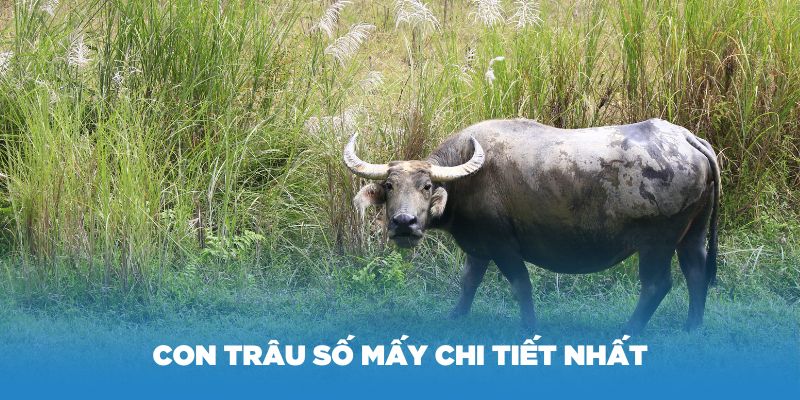 Con trâu số mấy chi tiết nhất