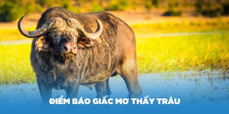 Điềm báo giấc mơ thấy trâu và lý giải con trâu số mấy