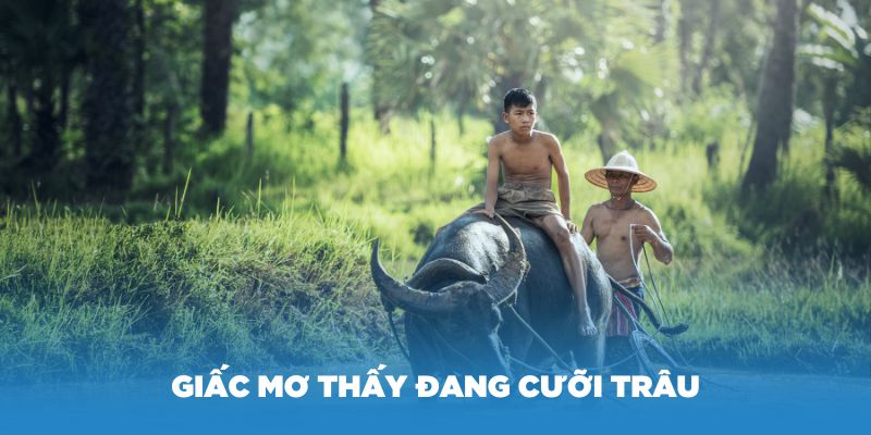 Giấc mơ thấy đang cưỡi trâu mang màu sắc yên bình. Vậy con trâu số mấy trong giấc mơ này?