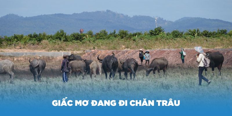 Giấc mơ đi chăn trâu báo hiệu những thăng tiến công việc