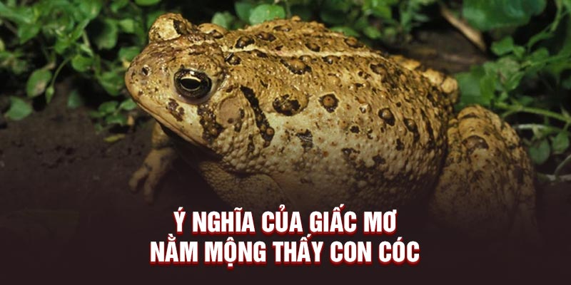 Ý nghĩa của giấc mơ nằm mộng thấy con cóc