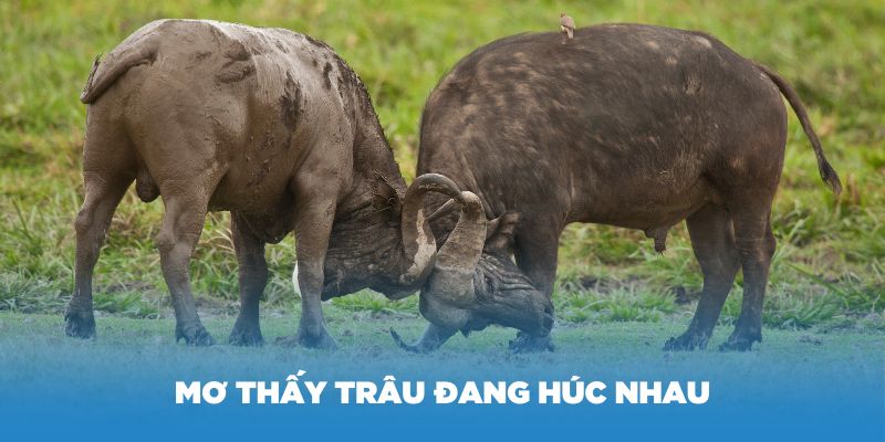 Ý nghĩa giấc mơ thấy trâu đang húc nhau – Con trâu số mấy?